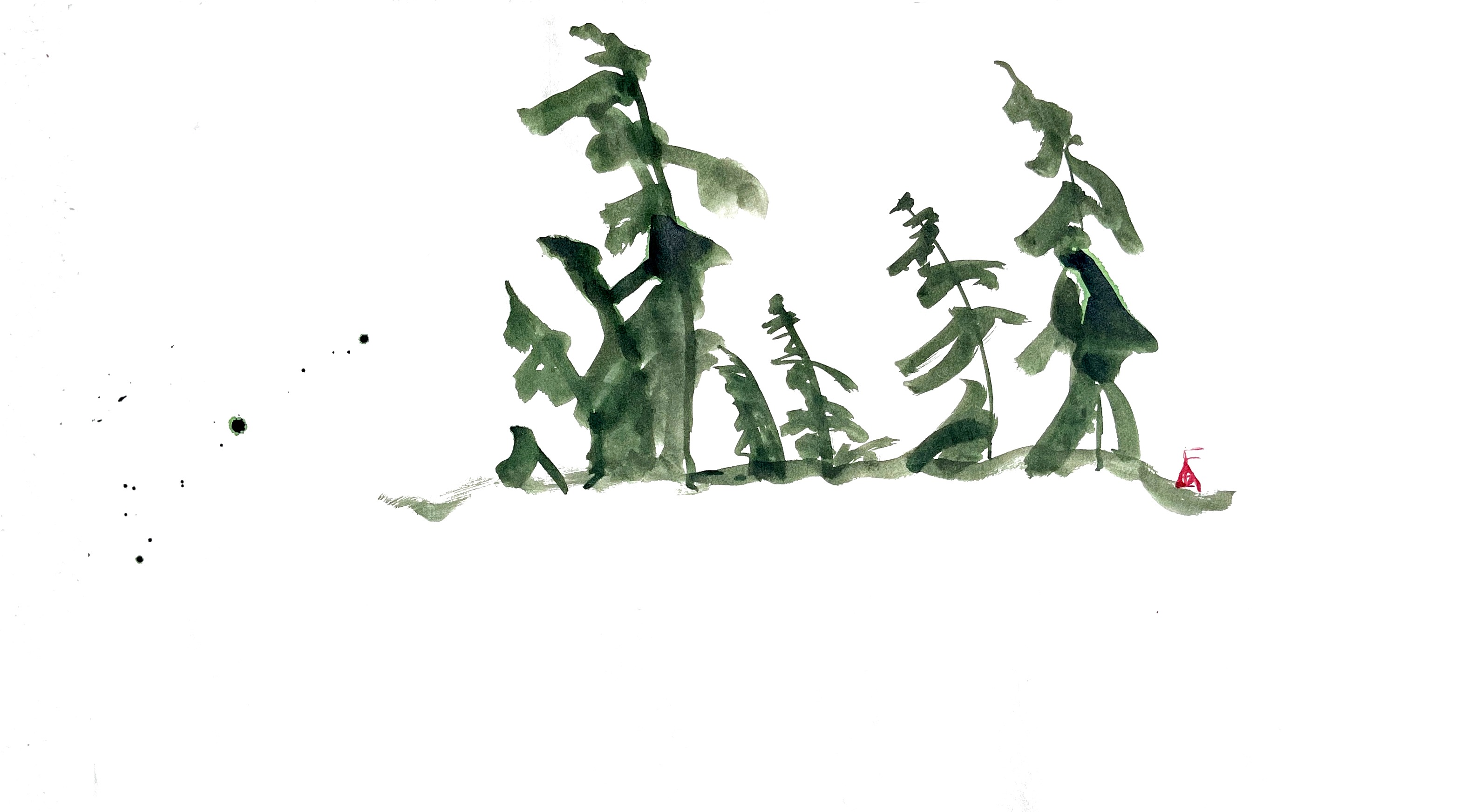 Ink study of a stand of pines